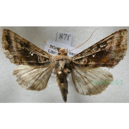 Autographa pulchrina (Haworth, 1809) Błyszczka zdobnica Czech87f